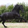 Cute /Black Friesian Horse (Registered) . on HorseYard.com.au