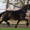 Friesian Mare Horse Ready . on HorseYard.com.au