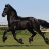 Bente is a very interesting 2 years old Friesian mare with full paper.  on HorseYard.com.au