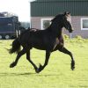 Super Fancy, Stylish, and Rare Colored Steel Black Friesian Horse . on HorseYard.com.au