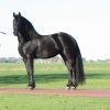 Friesian Mare Horse . on HorseYard.com.au