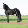 Super Nice Registered Friesian Sport Horse Mare, Rides and Drives, Quiet Natured on HorseYard.com.au