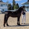 Sweet Black Friesian Horse Mare . on HorseYard.com.au