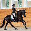 Friesian Mare for Lease . on HorseYard.com.au