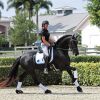 Dapple Black Mare in Foal To Friesian Sport horse . on HorseYard.com.au