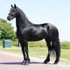 Summervibes! Very luxury 2 year old Friesian mare. on HorseYard.com.au