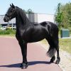 Super Gentle, Professionally Trained Black Registered Friesian Sport Horse . on HorseYard.com.au