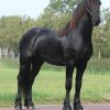 Abe is a very beautiful 4 years old Friesian stallion with a great character! on HorseYard.com.au