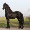 Arjen is a very beautiful 4 years old Friesian stallion. on HorseYard.com.au