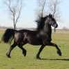 Beent is a beautiful 3 years old Friesian stallion . on HorseYard.com.au