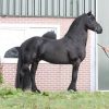 Derk is a beautiful 11 years old Friesian dressage stallion with great movements. on HorseYard.com.au