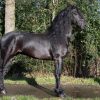 Stunning Looking Friesian Stallion . on HorseYard.com.au