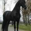 Bay Friesian Sport Horse Gelding - Available . on HorseYard.com.au