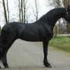 8 Years Old Friesian Sport Horse Gelding - Available . on HorseYard.com.au