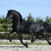 Registered Friesian Cross Broke . on HorseYard.com.au