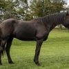 Victor; Friesian Gelding Horse . on HorseYard.com.au