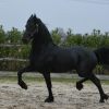 Black Registered Friesian Sport Horse Gelding - Available . on HorseYard.com.au