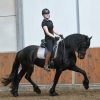 5Yrs Old Registered Black Friesian Sport Horse Trail, Ranch, and Driving Gelding on HorseYard.com.au