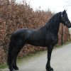 Friesian, Trail Horse, Safe/Gentle! on HorseYard.com.au