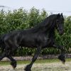 Friesian Sport horse Black Gelding 16HH Dressage/Ranch/Athletic/English/Western on HorseYard.com.au