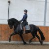 Good Looking Friesian Sport horse Black Gelding 16HH Dressage/Ranch/Athletic/English/Western on HorseYard.com.au