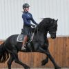 Beginner Friendly Friesian . on HorseYard.com.au