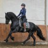 Stunning Friesian Gelding Horses For Sale . on HorseYard.com.au