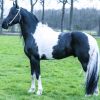 My Boo Heino 7 Year Old Friesian STER Gelding  on HorseYard.com.au