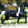 7 yr old Year Old Friesian Gelding . on HorseYard.com.au