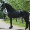 We can ship, For more details and pics. on HorseYard.com.au