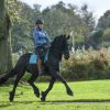 Super All Around Family/Children's Friesian Gelding . on HorseYard.com.au
