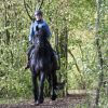 Heavenly Sent Friesian Gelding Horse. on HorseYard.com.au