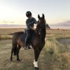 Pretty mare on HorseYard.com.au
