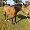 Woodstock Sergeant - Stunning Australian Sock Horse Gelding 11yo Buckskin - Joey on HorseYard.com.au