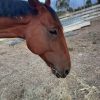 Standardbred gelding  on HorseYard.com.au