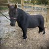 Great companion  on HorseYard.com.au