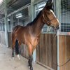 Gutty - 4YO OTT Gelding on HorseYard.com.au