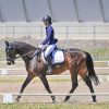 Sweet schoolmaster thoroughbred on HorseYard.com.au