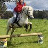 perfect beginner pony on HorseYard.com.au