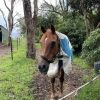 Perfect Companion Horse on HorseYard.com.au