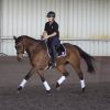 Dressage or Jumping star  on HorseYard.com.au