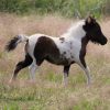 Black Buckskin Pinto Miniature Filly on HorseYard.com.au