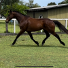 Roger 11yr old 16hh OTTB gelding on HorseYard.com.au