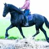 Lotte 5 yr old Year Old Friesian Mare . on HorseYard.com.au