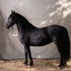 Perfectly Trained Friesian (Registered Fresian Sport Horse) on HorseYard.com.au