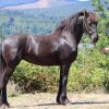 Beautiful Yearling Friesian Mare . on HorseYard.com.au