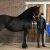 Healthy Friesian Mare on HorseYard.com.au