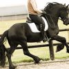 Jet-Black Friesian 5 Year Old Friesian Gelding .  on HorseYard.com.au