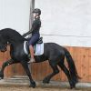 Good Mover Friesian Gelding. on HorseYard.com.au