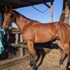 SMART GELDING WITH HUGE SCOPE  on HorseYard.com.au